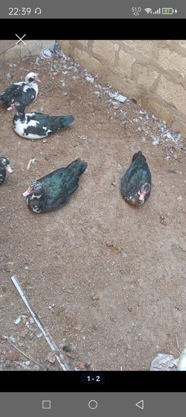 toyuq ucun yem qablari: 4dene ördək.satilir 2disi2erkekdi laldı ünvan Maştağa çatdırılma yoxdu — 1