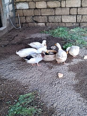 pekin ordək: Erkək, Damazlıq, Ödənişli çatdırılma — 1