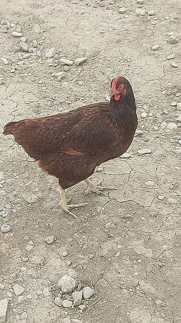 Dovşanlar: Toyuq, Yumurtalıq — 2