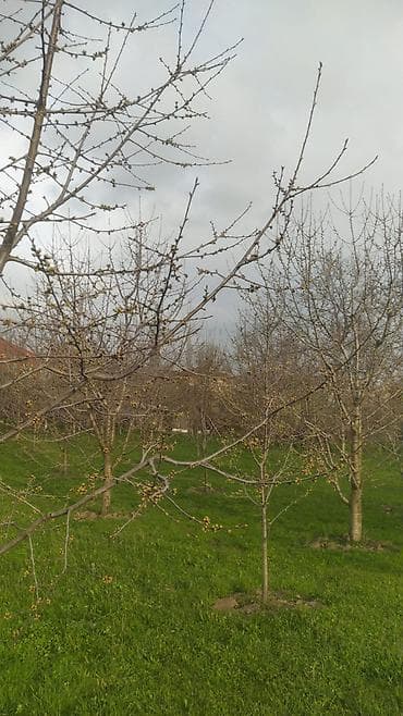 hacikend torpaq satilir: 15 sot, Tikinti, Mülkiyyətçi, Kupça (Çıxarış) — 2