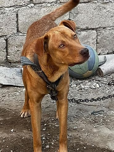 it paltarı: Sağlam dözümlü erkəy itdi. səsi güclü və çox hürməsi səbəbindən — 3