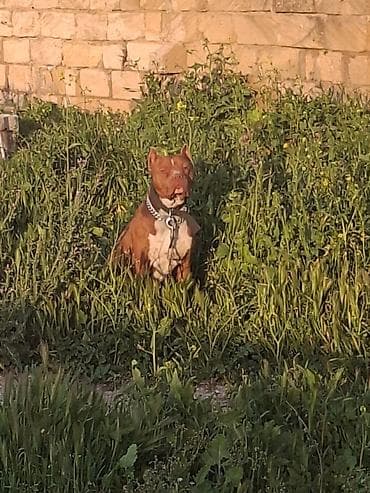 barter itle: Pitbul, 2 il, Erkek, Peyvəndli, Ünvandan götürmə — 1