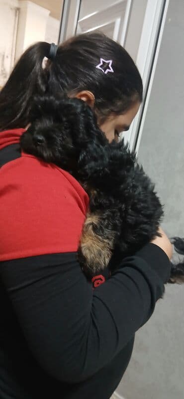 Alfa Romeo: Şirin balaca it balaları pudele - Cins: kiçik ölçülü dekorativ tip — 2