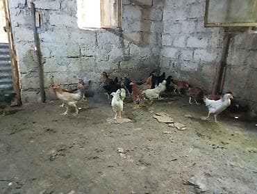 Toyuq, Damazlıq, Ünvandan götürmə