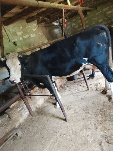 cins inekler: Südlü inək 13.14 lt süd verir südü yağlıdır. real alıcıya cüzi — 1
