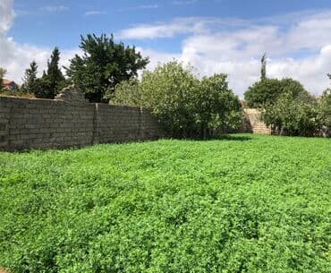 memar ecemi kiraye ev: 9 sot, Tikinti, Mülkiyyətçi, Kupça (Çıxarış) — 4