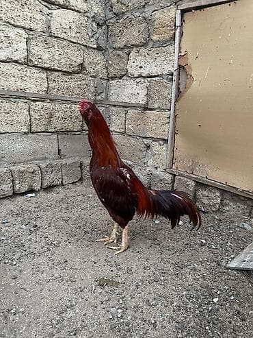 bala qazlar: Salam 1 yas yarimdi agir vuruslari var bala almisam cekili hundur — 1