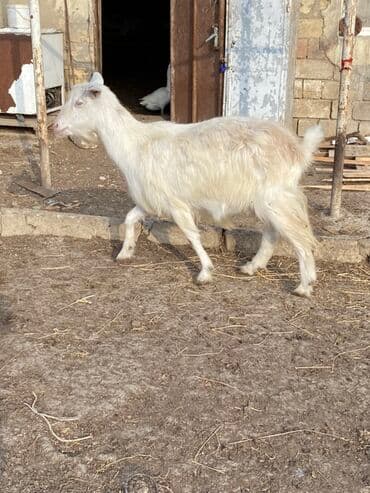 Quzu: 2 ci qarina bogazdi 3 ayliq teze doganda 2 litr sud verir — 5