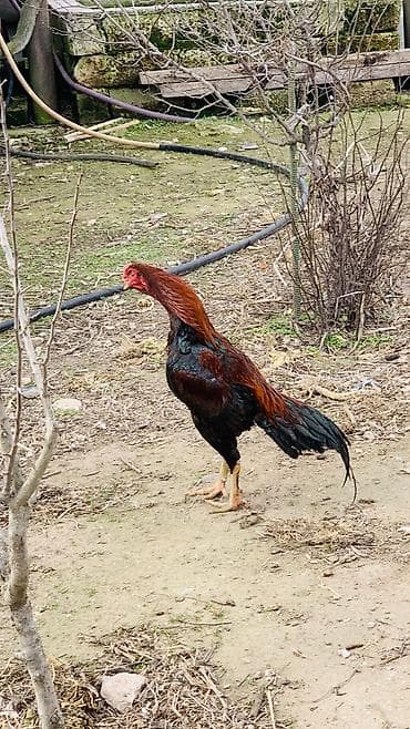 tap az heyvanlar: 11 aylıqdır — 4