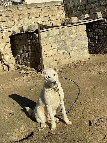 itlerin satisi ve qiymetleri: Alabay, 9 ay, Dişi, Peyvəndli, Ünvandan götürmə, Ödənişli çatdırılma — 2