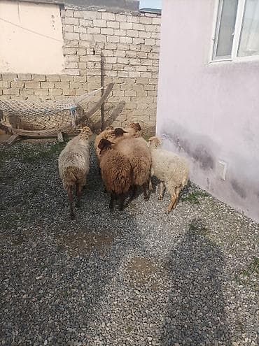 ingilis it adlari: Satlıq qoyun sürüsü 9 eded 3 erkek son qiymeti 2300 azn - Növ: yerli — 2