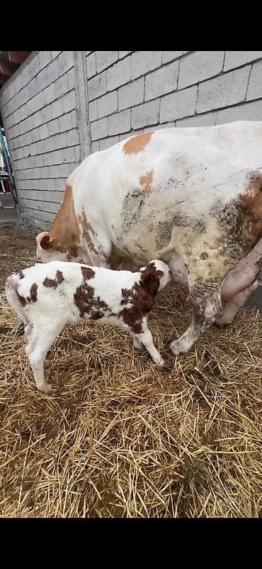 dana inək: Satılır: inək buzovu ilə birlikdə - Cins tipi: Simental tipli — 7