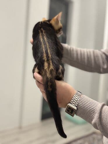 bengal pisik satilir: Benqal — 8