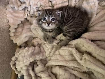 pişik balası satılır: Britan — 3