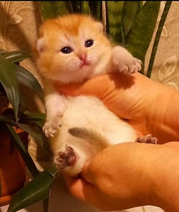 siam pişik: Erkək, Yaxşı əllərə, Ünvandan götürmə — 4