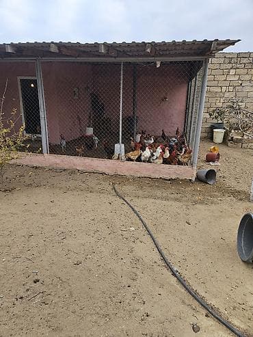 pirallahida ev satilir 2021: 85 kv. m, 4 otaqlı, Su — 8