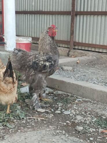 colpa toyuq: Toyuq, Brama, Damazlıq, Ödənişli çatdırılma — 5
