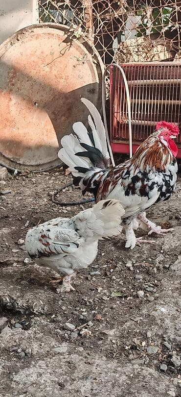 tutuquşu satışı: Yetiwkin damazliq yaponkalardi cox xirda novdu fere yumurtlayir tek — 7