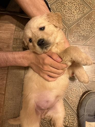 qara afcarka balası: Retriever, Dişi — 3