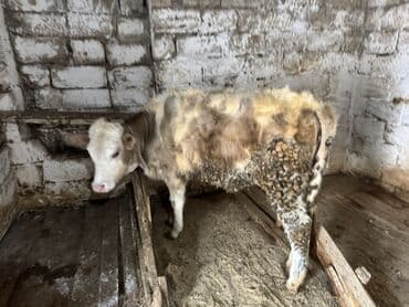 Daraq panellər: Dana, buzov, Dişi, ay: 4, Ətlik — 4