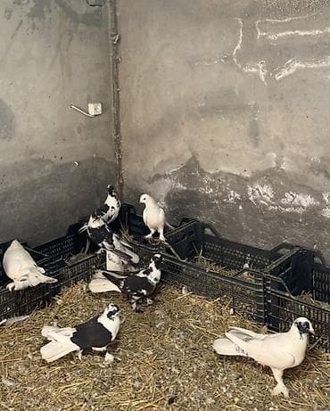 9 dene quwdu,ust uste 15 azn tek cut qiymet ferqlidi tam saglam hundur lalafo.az -da 9 dene quwdu,ust uste 15 azn tek cut qiymet ferqlidi tam saglam hundur