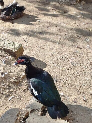 ördek qaz: Erkək, | Lal ördək, Ətlik, Ünvandan götürmə — 3