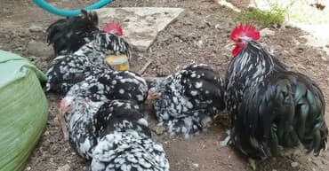 Toyuq, Damazlıq lalafo.az -da Toyuq, Damazlıq