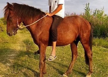 qoyun quzu nece yazilir: At Ucardadı,3 yaşı martda tamam olur,çox minilliyin, 35-40 yeriyir — 4