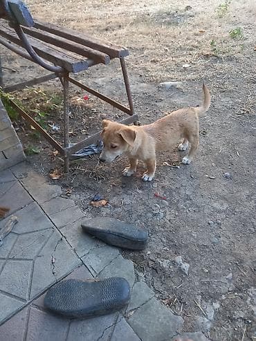 kiçik heyvanlar: 2 ay, Erkek — 4