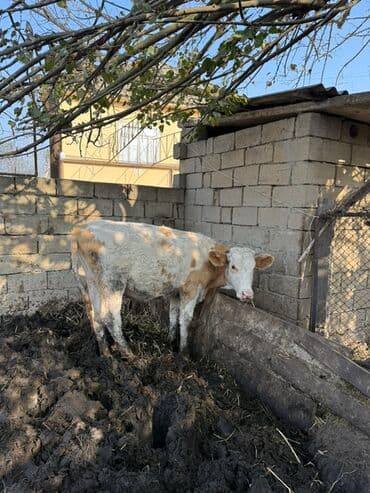 berde mal bazari 2020: Simental qarışıqlı cins buzov - Rəng: ağ-qırmızı alacalı - Yaş — 2