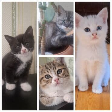 ucuz bala pişiklər: Tabbi, Yaxşı əllərə — 2