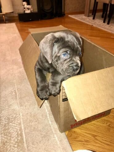 sibir xaskisi iti: Kane-Korso — 10