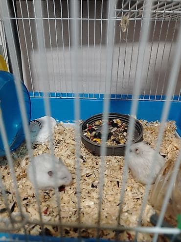 ev iti pudel: Hamster. 4 eded ağ renk qefesle birlikde satlir qewenkdiler — 5