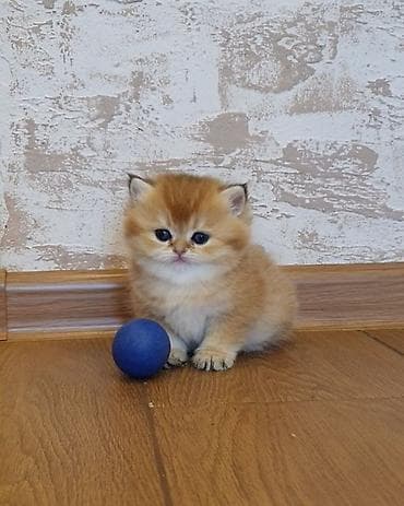 pişik satisi 2019: Şinşilla — 1