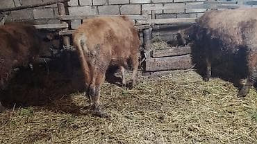 3 dənə sağlam 7, 8 aylıq erkəy danalar satışda.Yeməy,içməy superdi.Tək