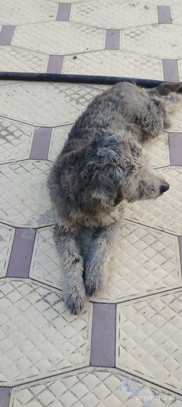 avçarka itləri: Miniatür pinçer — 4