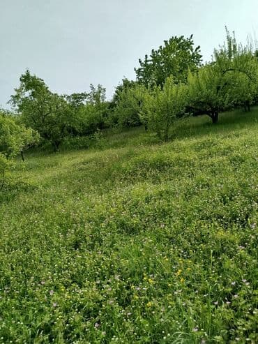 3 комнатная квартира: 24 sot, Tikinti, Mülkiyyətçi, Kupça (Çıxarış) — 7