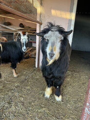 Mal-qara: 24 ədəd Keçi var 
Ərəb 
Dönmə və Yerli — 5