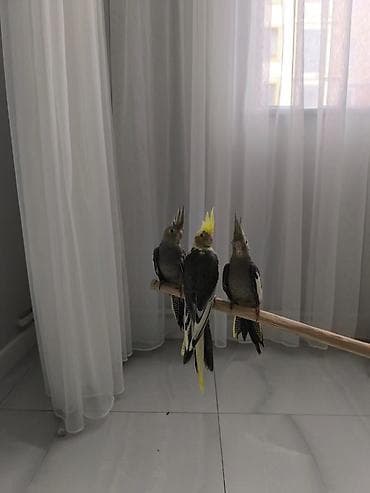 fireng qusu: Öz quşumun balalarıdı real alıcıya endirim olunacaq boş boş yazıb vaxt — 2