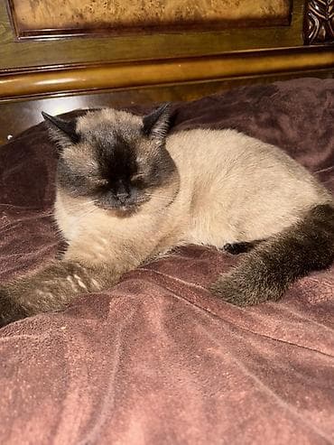 Erkək, Yaxşı əllərə, Ödənişli çatdırılma