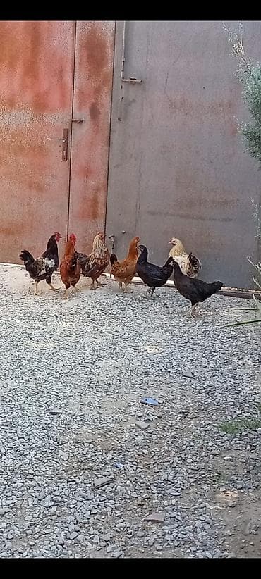 ucuz toyuq satisi: Salam Tecili Satılır 7 toyuq 70m Biri 10manatdan — 1