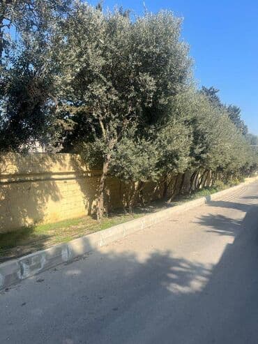 binə qəsəbəsi: 10 sot, Tikinti, Makler, Kupça (Çıxarış) — 13