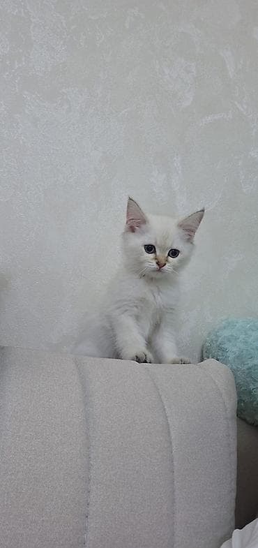 anqor pisik: Silver şınşıla — 1