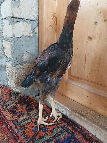 qusar heyvan satışı: Damazlıq — 5