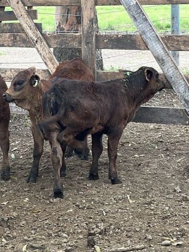 at və eşşəyin cütləşməsi: Məhsul: Qara və tünd qəhvəyi rəngli buzovlar (ətlik tip) Təsvir: - — 13