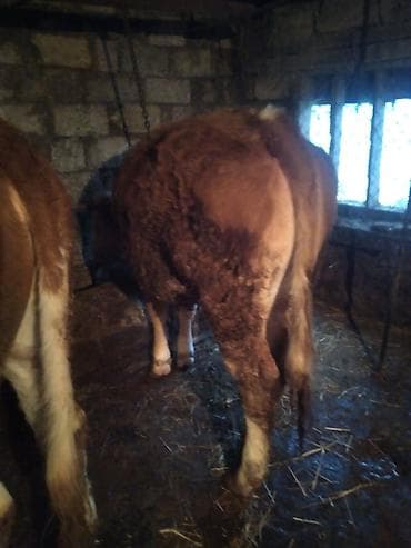 inək dana: Dana, buzov, Dişi, Simental, ay: 12, 300 kq, Damazlıq, Südlük, Ətlik, Ünvandan götürmə — 1