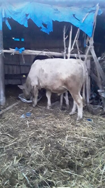 cins ineklerin satisi 2018: Erkək, il: 1, 168 kq, Ətlik, Ünvandan götürmə — 1