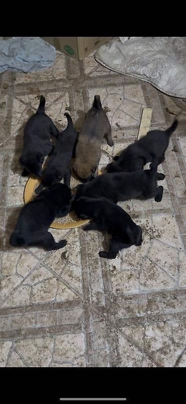 belçika afçarkasi: Belçika çoban iti, 1 ay, Dişi, Peyvəndli, Pulsuz çatdırılma — 7