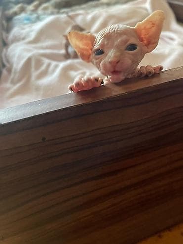 Sfinks, Ödənişli çatdırılma — 3