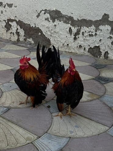 heyratı o şamo: Xoruz, Yapon, il: 1 — 2